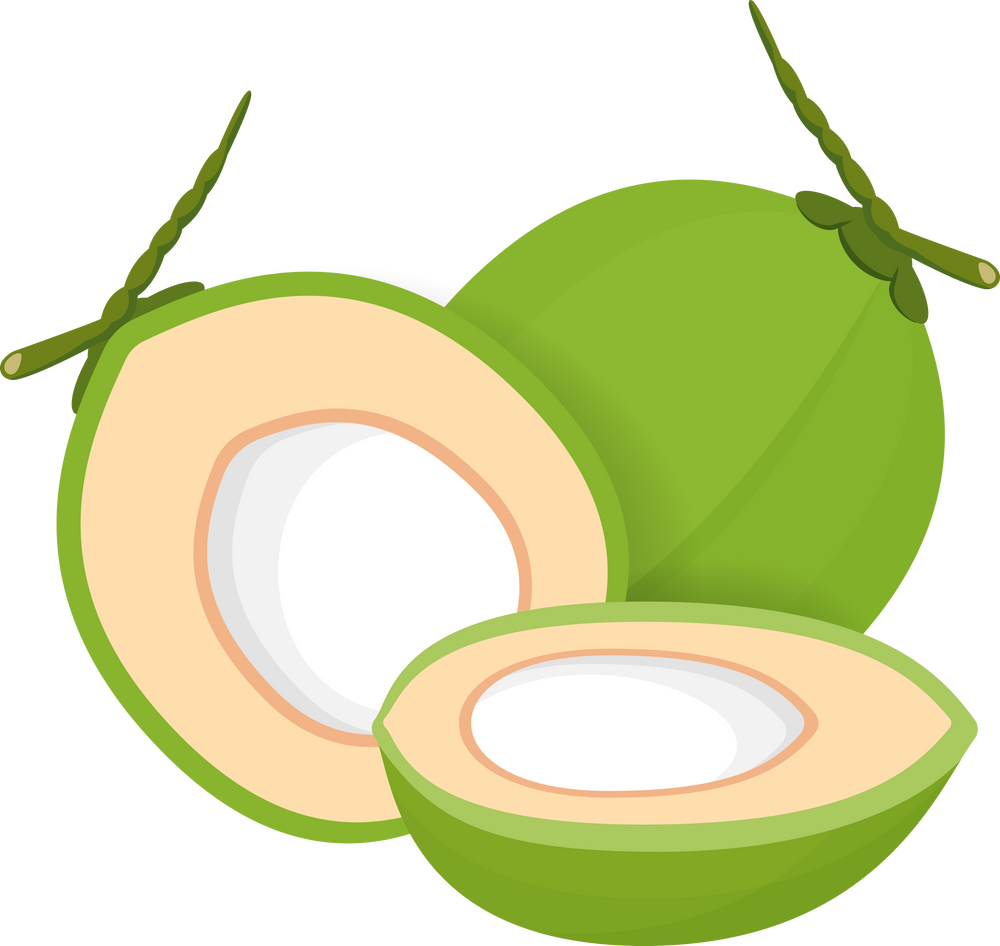 Fresh Coconuts Illustration