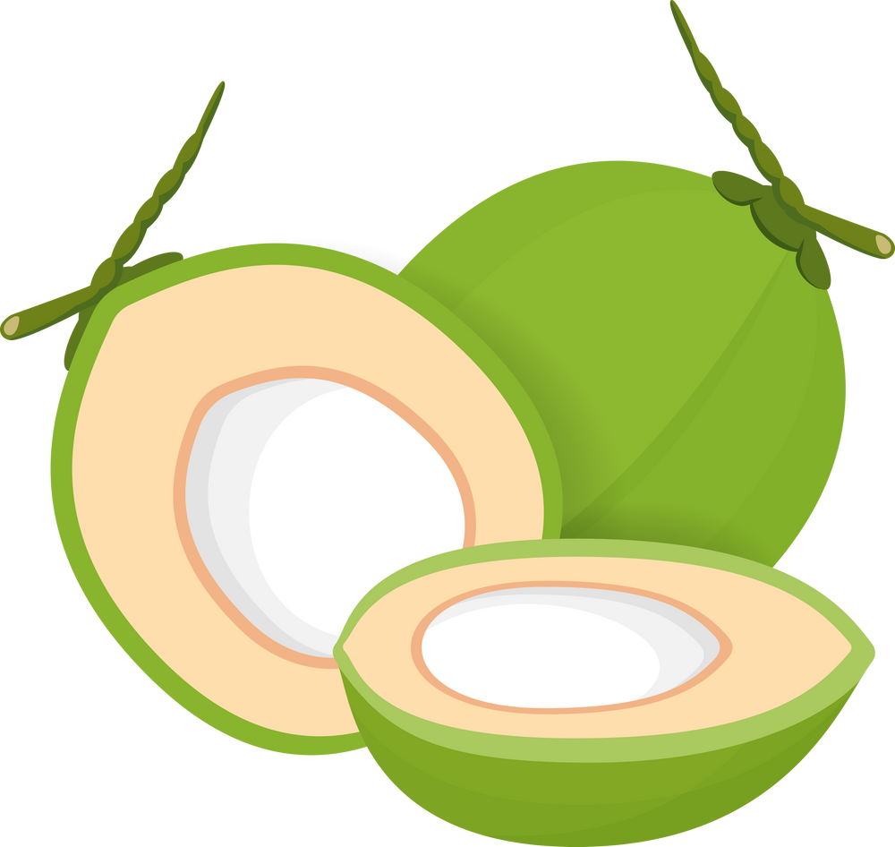 Fresh Coconuts Illustration